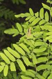 Royal Fern, Osmunda regalis