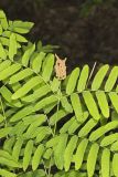 Royal Fern, Osmunda regalis