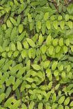 Royal Fern, Osmunda regalis