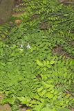 Royal Fern, Osmunda regalis