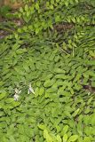 Royal Fern, Osmunda regalis