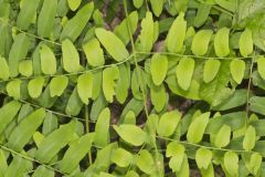 Royal Fern, Osmunda regalis