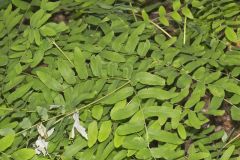 Royal Fern, Osmunda regalis
