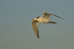 Royal Tern, Thalasseus maximus