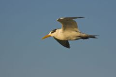 Royal Tern, Thalasseus maximus