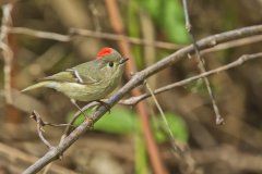 Ruby-crowned Kinglet, Regulus calendula