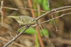 Ruby-crowned Kinglet, Regulus calendula