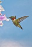 Ruby-throated Hummingbird, Archilochus colubris