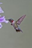 Ruby-throated Hummingbird, Archilochus colubris