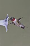 Ruby-throated Hummingbird, Archilochus colubris