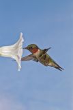 Ruby-throated Hummingbird, Archilochus colubris