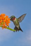 Ruby-throated Hummingbird, Archilochus colubris