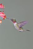 Ruby-throated Hummingbird, Archilochus colubris
