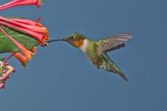 Ruby-throated Hummingbird, Archilochus colubris