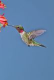 Ruby-throated Hummingbird, Archilochus colubris
