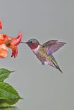 Ruby-throated Hummingbird, Archilochus colubris