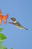 Ruby-throated Hummingbird, Archilochus colubris