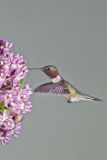 Ruby-throated Hummingbird, Archilochus colubris