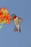 Ruby-throated Hummingbird, Archilochus colubris