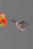 Ruby-throated Hummingbird, Archilochus colubris