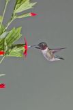 Ruby-throated Hummingbird, Archilochus colubris