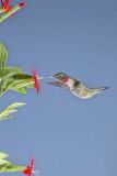 Ruby-throated Hummingbird, Archilochus colubris