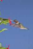 Ruby-throated Hummingbird, Archilochus colubris