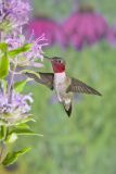 Ruby-throated Hummingbird, Archilochus colubris