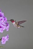 Ruby-throated Hummingbird, Archilochus colubris