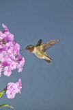 Ruby-throated Hummingbird, Archilochus colubris