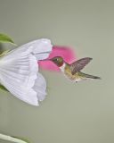 Ruby-throated Hummingbird, Archilochus colubris