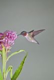 Ruby-throated Hummingbird, Archilochus colubris