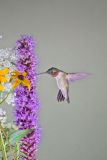 Ruby-throated Hummingbird, Archilochus colubris