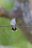 Ruby-throated Hummingbird, Archilochus colubris