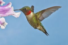 Ruby-throated Hummingbird, Archilochus colubris