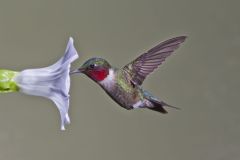 Ruby-throated Hummingbird, Archilochus colubris