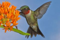Ruby-throated Hummingbird, Archilochus colubris