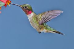 Ruby-throated Hummingbird, Archilochus colubris