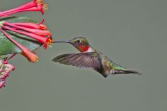 Ruby-throated Hummingbird, Archilochus colubris
