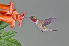 Ruby-throated Hummingbird, Archilochus colubris