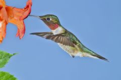 Ruby-throated Hummingbird, Archilochus colubris