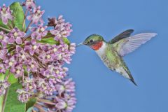 Ruby-throated Hummingbird, Archilochus colubris