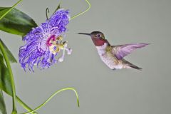 Ruby-throated Hummingbird, Archilochus colubris