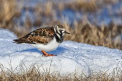 Ruddy Turnstone, Arenaria interpres