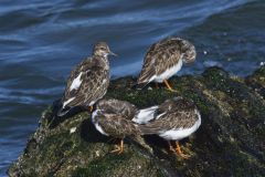 Ruddy Turnstone, Arenaria interpres