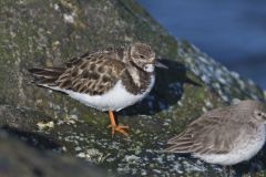 Ruddy Turnstone, Arenaria interpres
