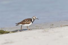 Ruddy Turnstone, Arenaria interpres