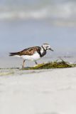 Ruddy Turnstone, Arenaria interpres