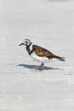 Ruddy Turnstone, Arenaria interpres