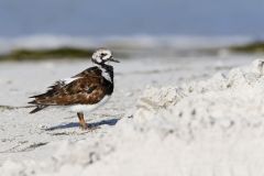 Ruddy Turnstone, Arenaria interpres